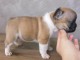 Chiots bouledogue fran&ccedil;ais femelle&m&acirc;le noir adoptable