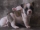Chiots bouledogue fran&ccedil;ais femelle&m&acirc;le noir adoptable