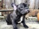 Chiots bouledogue fran&ccedil;ais femelle & m&acirc;le noir 
