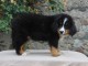 Donnes chiot bouvier bernois femelle