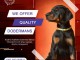 DOBERMAN chiots &agrave; vendre
