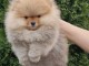 Spitz de Pom&eacute;ranie chiots