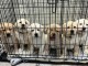 Adorable chiots labrador retriever a donner d