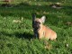Donner chiot bouledogue fran&ccedil;ais m&acirc;le 