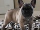 Donner chiot Bouledogue fran&ccedil;ais m&acirc;le masque noir 