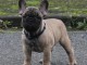 Donner chiot Bouledogue fran&ccedil;ais m&acirc;le masque noir 