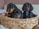 Magnifique  chiots Teckel&nbsp; retriever a donner 