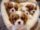 Magnifique cavalier king Charles &agrave; adopter