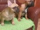 Bulldog fran&ccedil;ais chiots