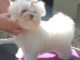 Chiots Bichon Maltais 3 m&acirc;les et 2 femelles disponible de suite
