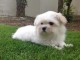 Chiots Bichon Maltais 3 m&acirc;les et 2 femelles disponible de suite