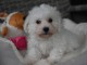 Chiots Bichon Maltais 3 m&acirc;les et 2 femelles disponible de suite