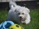 Chiots Bichon Maltais 3 m&acirc;les et 2 femelles disponible de suite
