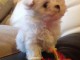 Chiots Bichon Maltais 3 m&acirc;les et 2 femelles disponible de suite