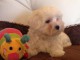 Chiots Bichon Maltais 3 m&acirc;les et 2 femelles disponible de suite