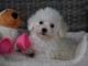 Chiots Bichon Maltais 3 m&acirc;les et 2 femelles disponible de suite