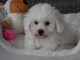 Chiots Bichon Maltais 3 m&acirc;les et 2 femelles disponible de suite
