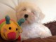 Chiots Bichon Maltais 3 m&acirc;les et 2 femelles disponible de suite