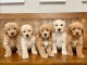 Magnifique goldendoodles &agrave; adopter