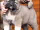 Berger du Caucase chiots