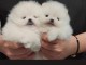 Spitz de Pom&eacute;ranie chiots