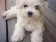 Magnifique Bichon maltais  &agrave; donner