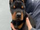 DOBERMAN chiots &agrave; vendre