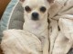Magnifique chiot chihuahua  &agrave; donner.