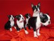 Boston Terrier chiots &agrave; vendre