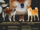 Shiba Inu chiots &agrave; vendre