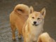 Shiba Inu chiots &agrave; vendre