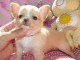 Magnifiques Chiots chihuahua a donn&eacute; contre tr&egrave;s bon soins