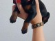 DOBERMAN chiots &agrave; vendre
