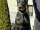 DOBERMAN chiots &agrave; vendre
