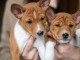 Basenji chiots &agrave; vendre