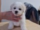 Bichon Fris&eacute; chiots &agrave; vendre