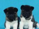 Akita am&eacute;ricain chiots &agrave; vendre