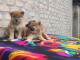 Shiba Inu chiots &agrave; vendre