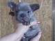Bouledogue fran&ccedil;ais bleu