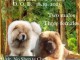 Chow Chow chiots &agrave; vendre