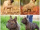 Bulldog fran&ccedil;ais chiots &agrave; vendre