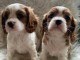 chiots Cavalier king Charles pour adoption