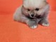 Pom&eacute;ranien chiots &agrave; vendre