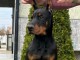 DOBERMAN chiots &agrave; vendre