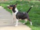Mini Bull Terrier chiots &agrave; vendre