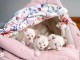 Chatons Bengal Pure Race