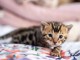 Chatons Bengal Pure Race Nous proposons magnifiques chatons pure 