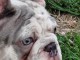 Bulldog fran&ccedil;ais Chiots exotiques