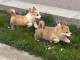 Welsh Corgi Pembroke chiots