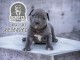 Pit Bull Terrier am&eacute;ricain chiots